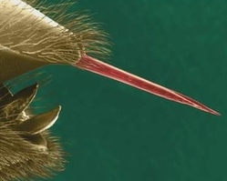 ��d�o pszczo�y